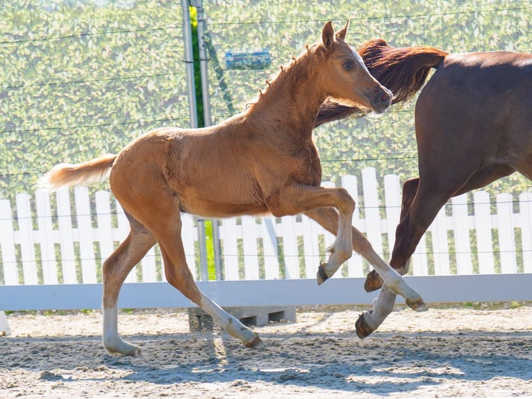 Westfale Hengst  Palomino in Mnster-Handorf