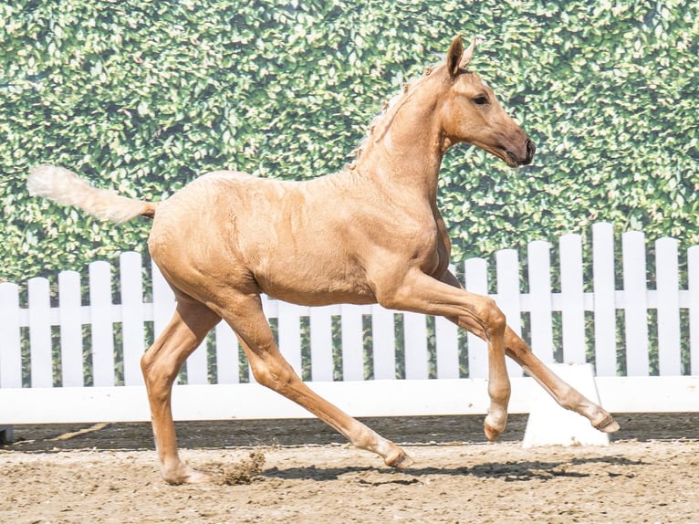 Westfale Hengst  Palomino in M&#xFC;nster Handorf