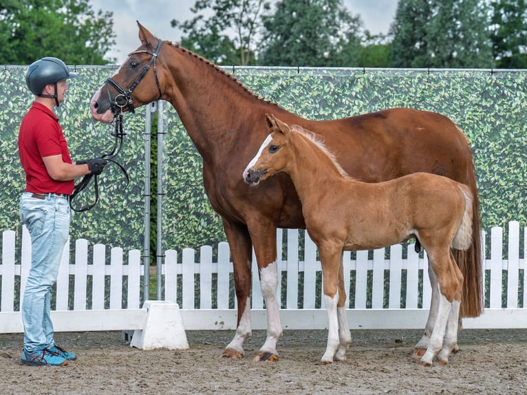 Westfale Hengst Fohlen (05/2025) Palomino in M&#xFC;nster-Handorf