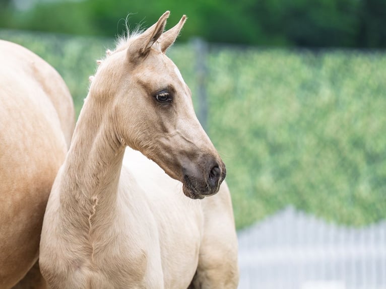 Westfale Hengst  Palomino in M&#xFC;nster Handorf