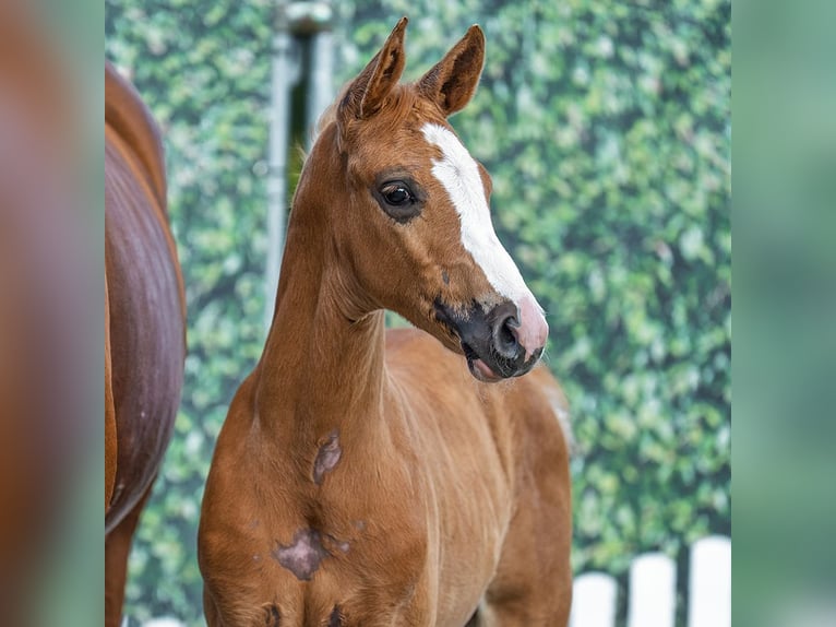 Westfale Hengst Fohlen (05/2025) Palomino in M&#xFC;nster-Handorf