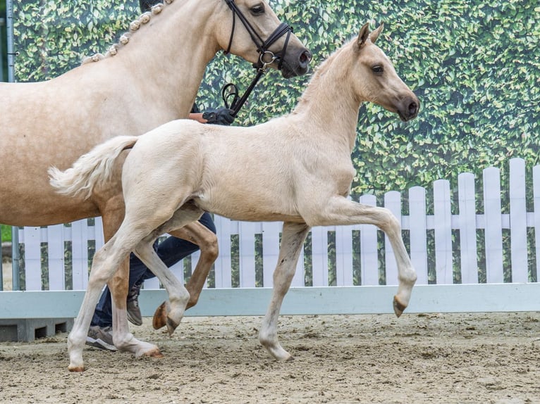 Westfale Hengst  Palomino in M&#xFC;nster Handorf