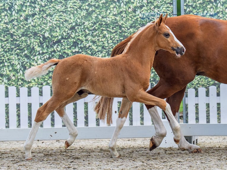 Westfale Hengst Fohlen (05/2025) Palomino in M&#xFC;nster-Handorf