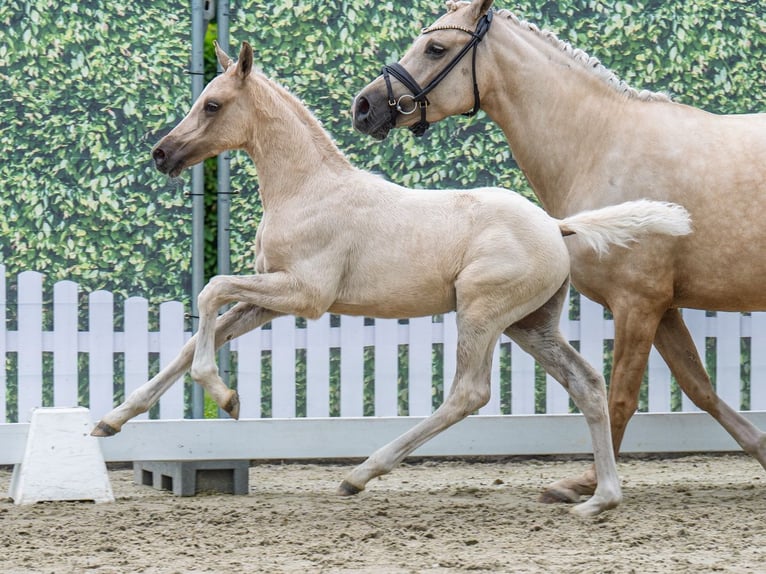 Westfale Hengst  Palomino in M&#xFC;nster Handorf
