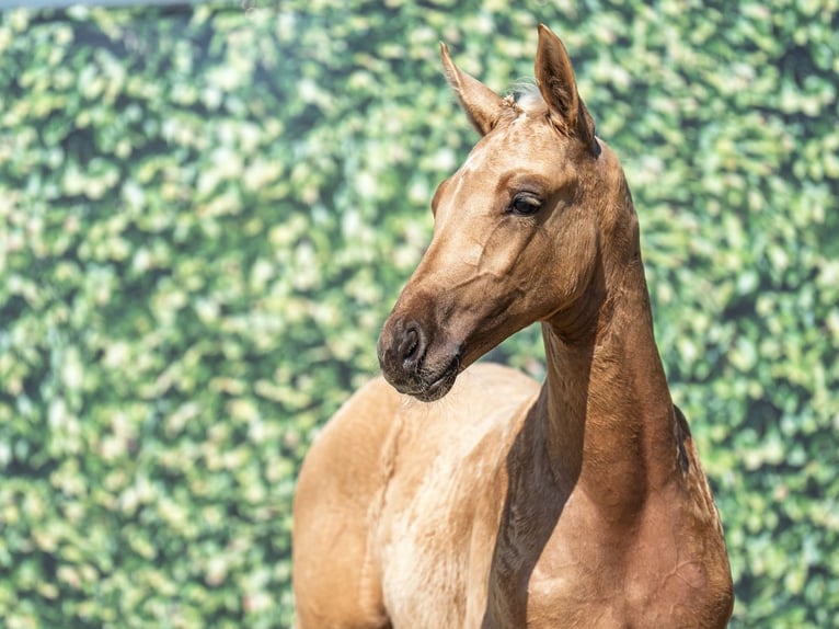 Westfale Hengst  Palomino in M&#xFC;nster Handorf