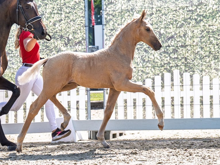 Westfale Hengst  Palomino in M&#xFC;nster Handorf