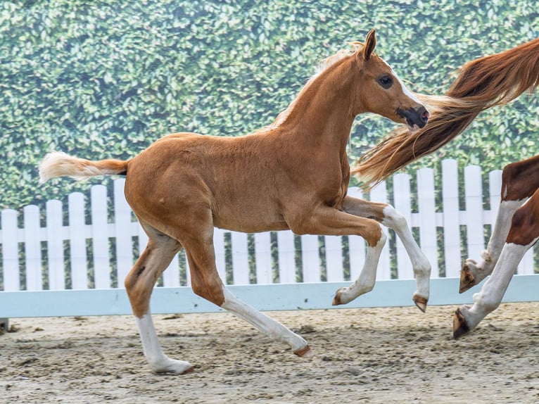 Westfale Hengst Fohlen (05/2025) Palomino in M&#xFC;nster-Handorf