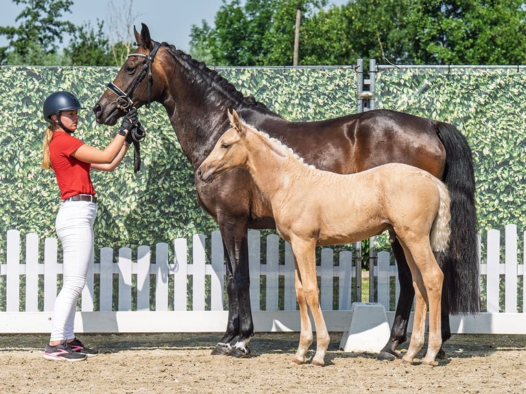 Westfale Hengst  Palomino in M&#xFC;nster Handorf
