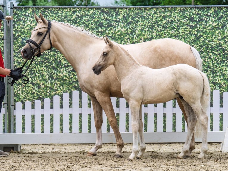 Westfale Hengst  Palomino in M&#xFC;nster Handorf