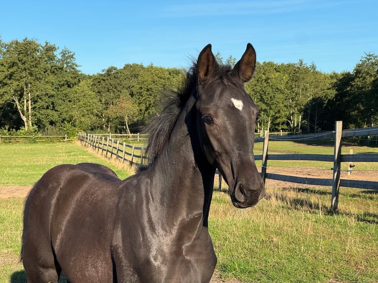 Westfale Hengst Fohlen (05/2025) Rappe in Cuxhaven