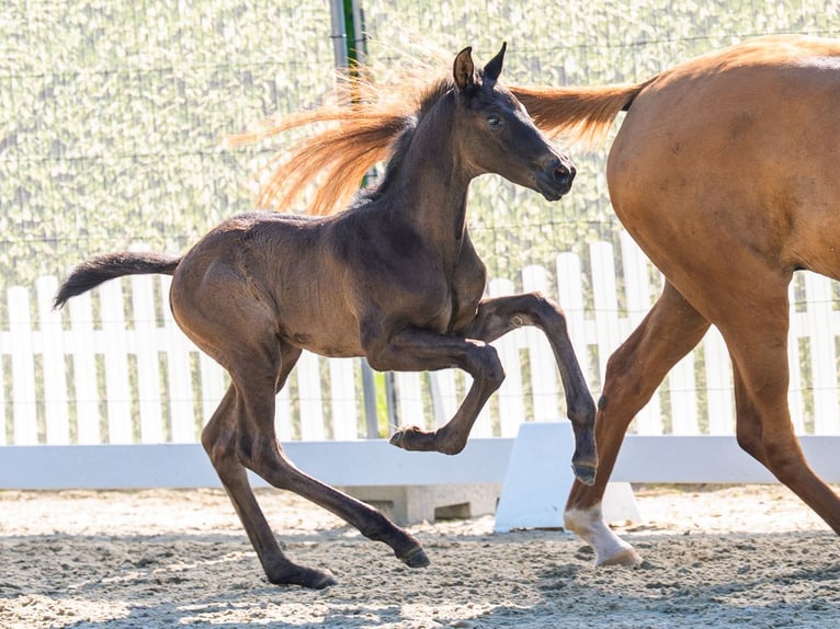 Westfale Hengst Fohlen (05/2026) Rappe in Mnster-Handorf