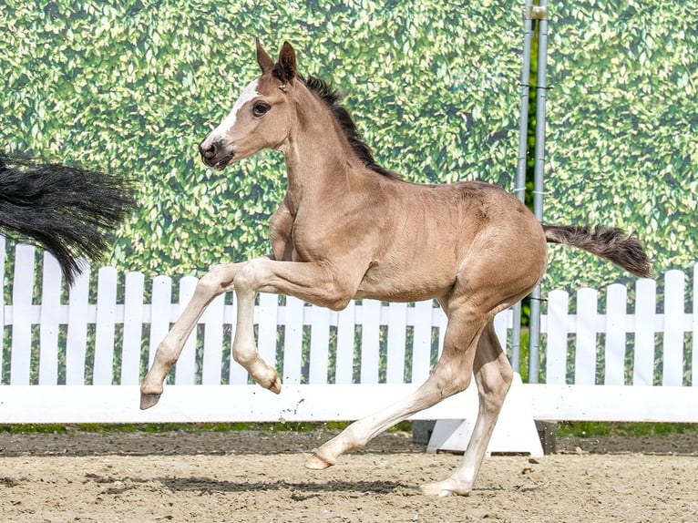 Westfale Hengst Fohlen (04/2026) Rappe in Mnster-Handorf