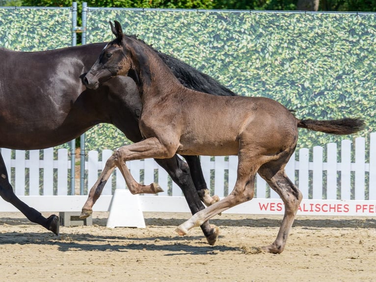 Westfale Hengst Fohlen (04/2026) Rappe in Mnster-Handorf