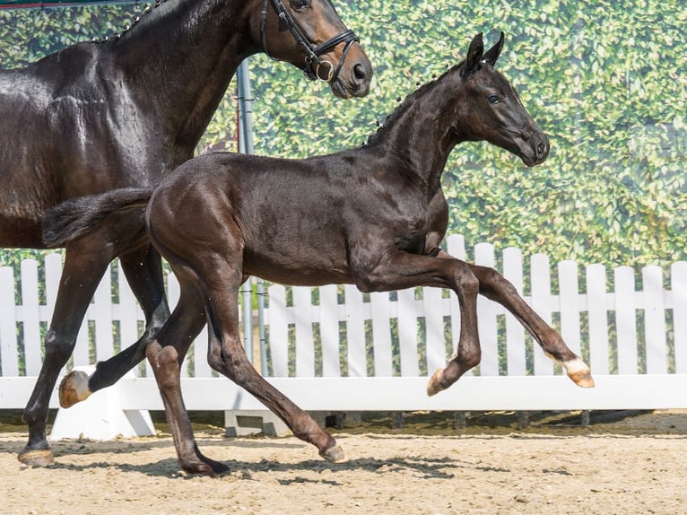 Westfale Hengst Fohlen (04/2026) Rappe in Mnster-Handorf