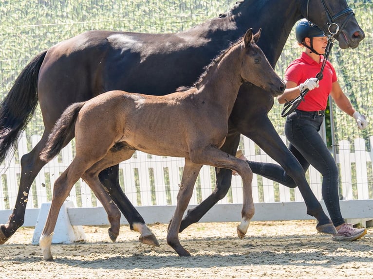 Westfale Hengst Fohlen (04/2026) Rappe in Mnster-Handorf