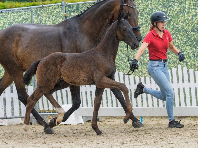 Westfale Hengst Fohlen (04/2026) Rappe in Mnster-Handorf