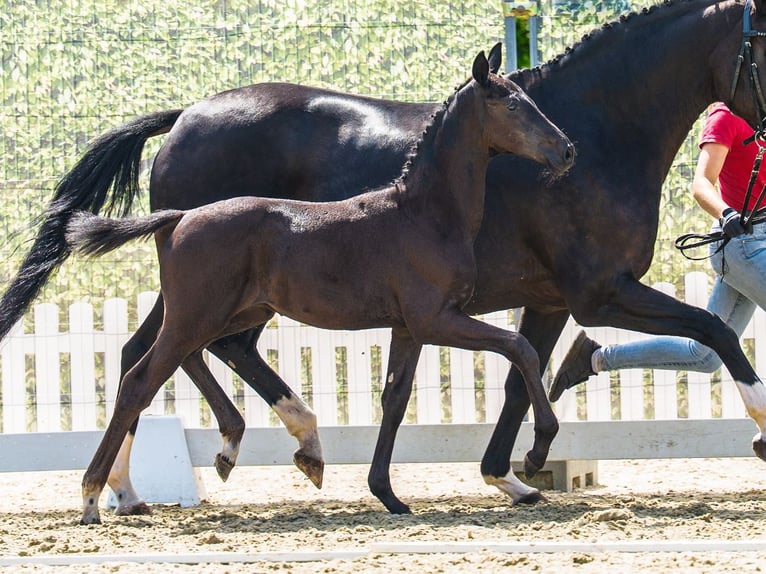 Westfale Hengst Fohlen (06/2026) Rappe in Mnster-Handorf