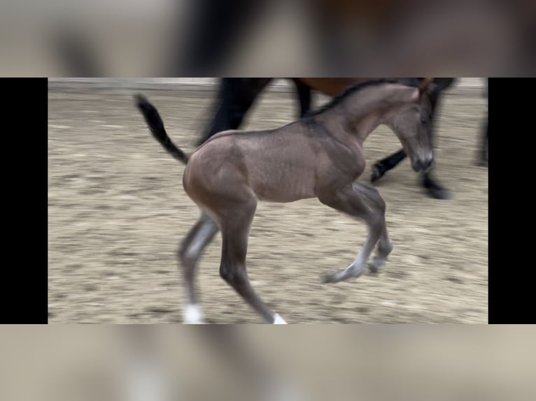 Westfale Hengst Fohlen (06/2024) Rappe in Münster