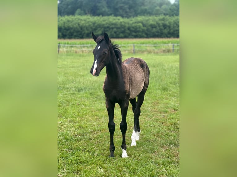 Westfale Hengst  Rappe in M&#xFC;nster