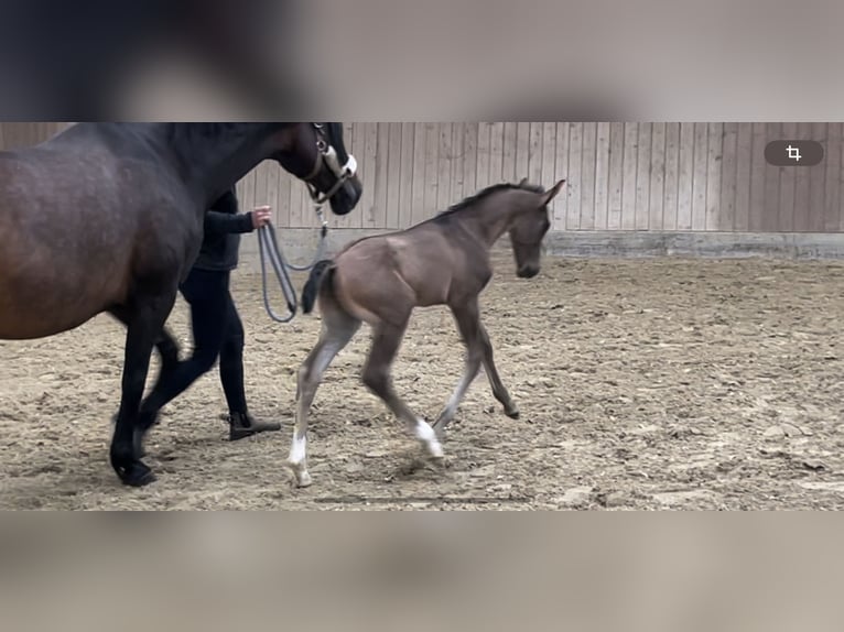 Westfale Hengst Fohlen (06/2024) Rappe in Münster