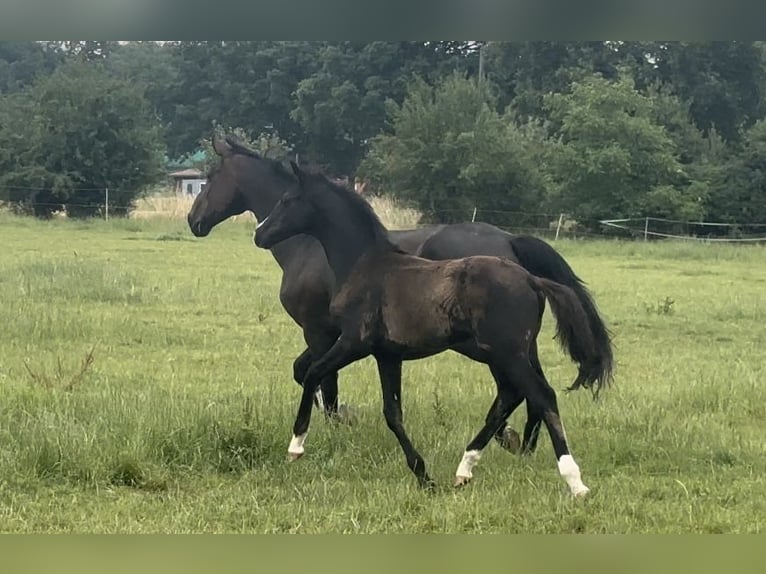 Westfale Hengst  Rappe in M&#xFC;nster