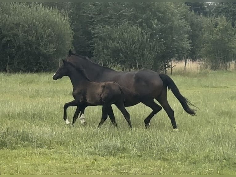 Westfale Hengst  Rappe in M&#xFC;nster