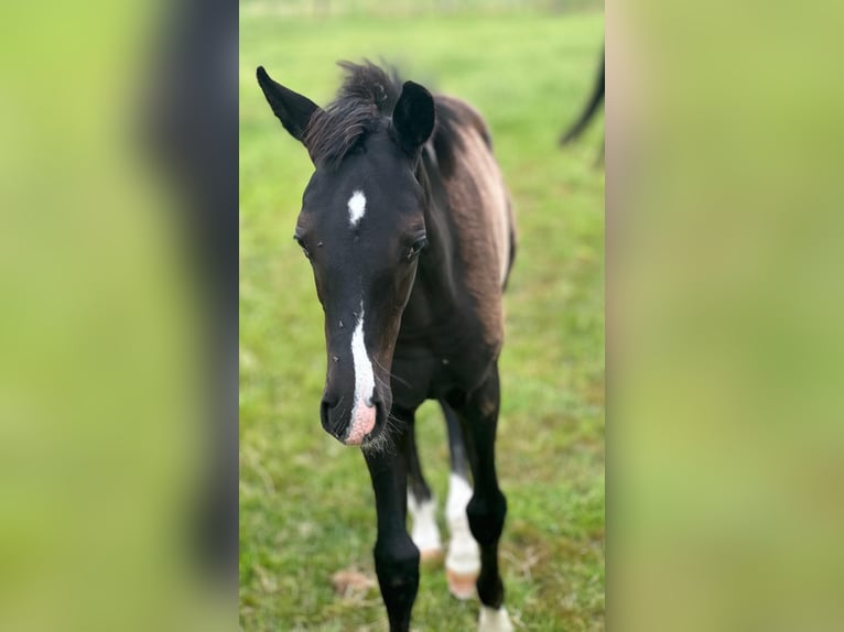 Westfale Hengst  Rappe in M&#xFC;nster