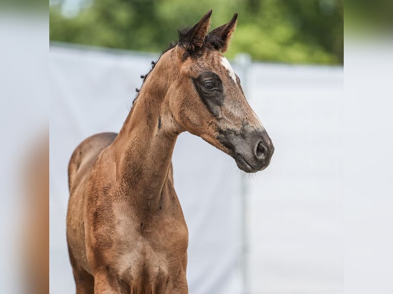 Westfale Hengst Fohlen (06/2024) Rappe in Rheine