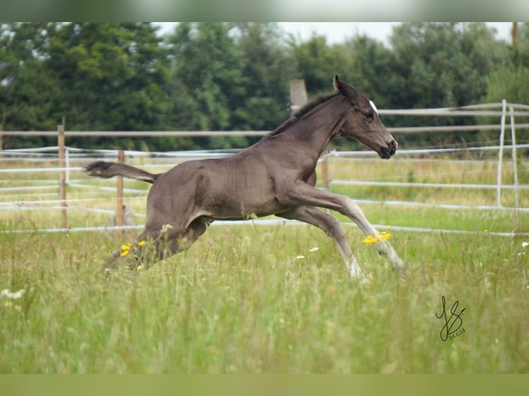 Westfale Hengst  Rappe in Sendenhorst