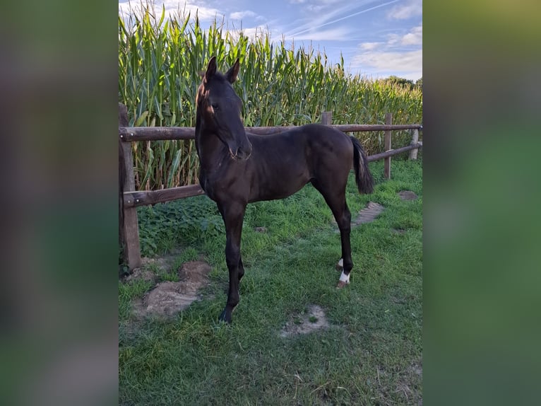 Westfale Hengst Fohlen (05/2025) Rappe in Spenge