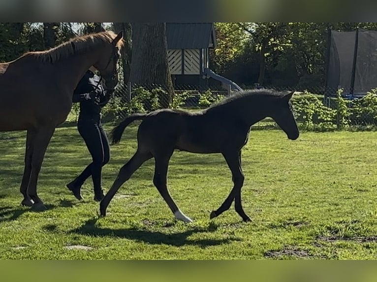 Westfale Hengst Fohlen (03/2026) Rappe in Wadersloh