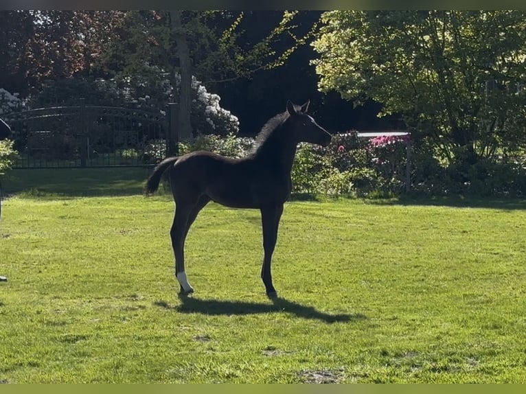 Westfale Hengst Fohlen (03/2026) Rappe in Wadersloh