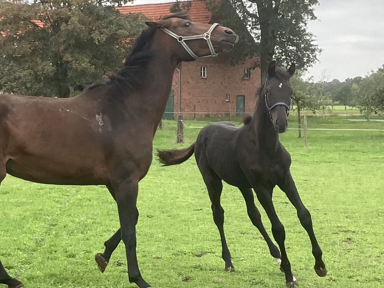Westfale Hengst Fohlen (04/2026) Rappe in Warendorf
