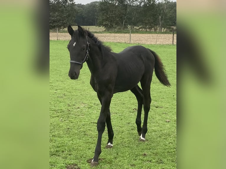 Westfale Hengst Fohlen (04/2026) Rappe in Warendorf
