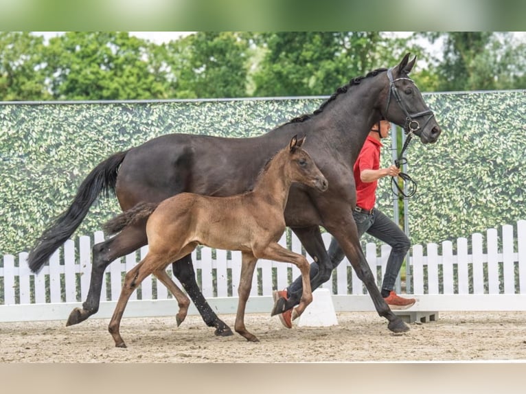 Westfale Hengst Fohlen (05/2025) Rappe in Westerstede