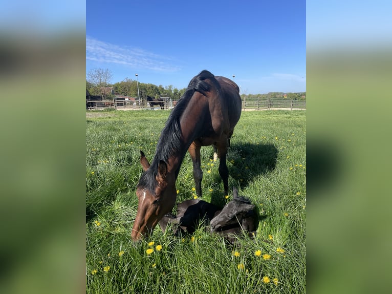Westfale Hengst Fohlen (04/2026) Rappe in Billerbeck