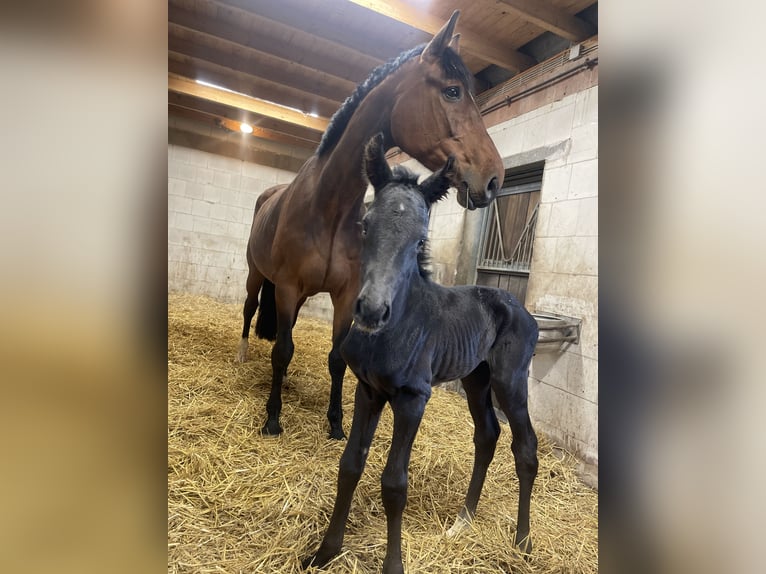 Westfale Hengst Fohlen (04/2026) Rappe in Billerbeck