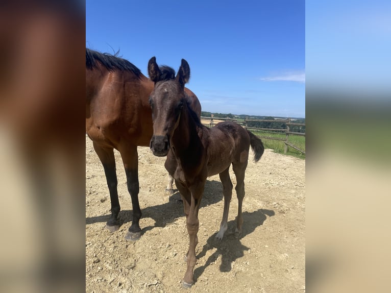 Westfale Hengst Fohlen (04/2026) Rappe in Billerbeck