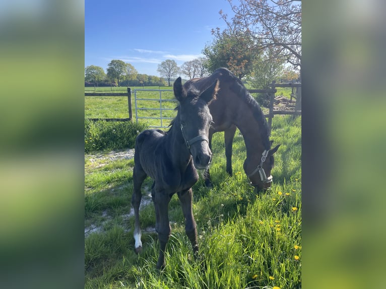 Westfale Hengst Fohlen (04/2026) Rappe in Billerbeck