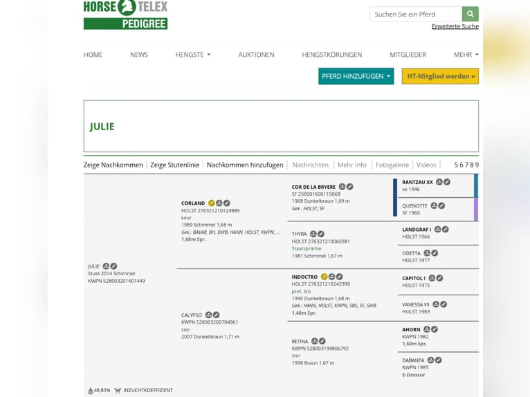 Westfale Hengst Fohlen (04/2024) Rappschimmel in Wilsum