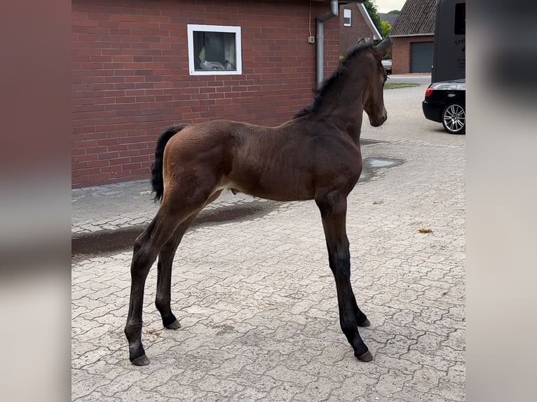 Westfale Hengst  Rotbrauner in Münster