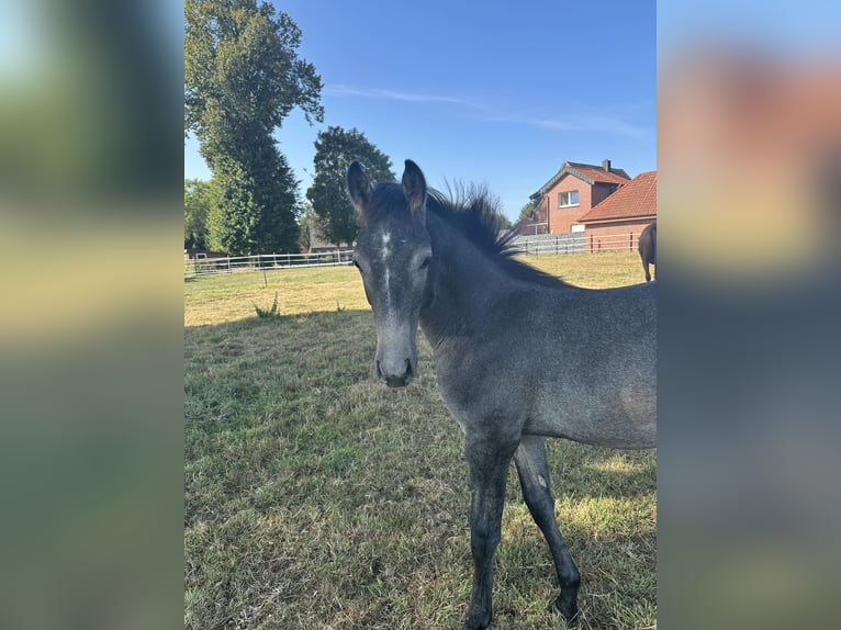 Westfale Hengst Fohlen (04/2026) Schimmel in Rheine