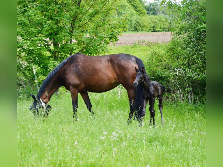 Westfale Hengst Fohlen (05/2026) Schwarzbrauner in Soest