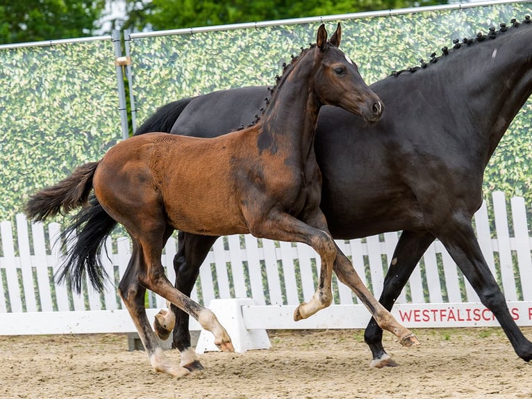 Westfale Hengst Fohlen (03/2026) Schwarzbrauner in Mnster-Handorf