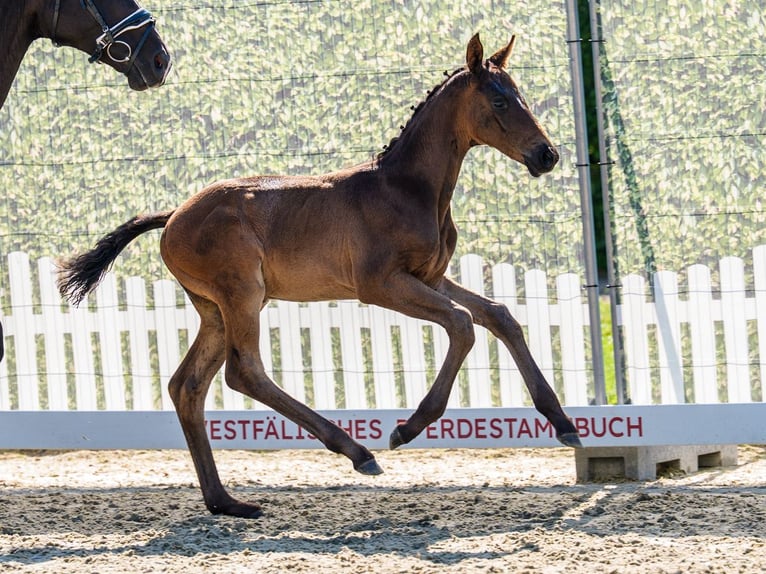 Westfale Hengst Fohlen (05/2026) Schwarzbrauner in Münster-Handorf