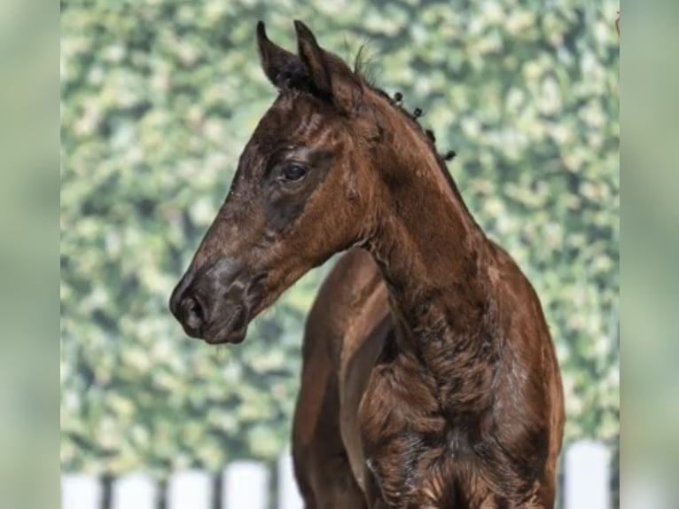 Westfale Hengst Fohlen (04/2025) Schwarzbrauner in Verl