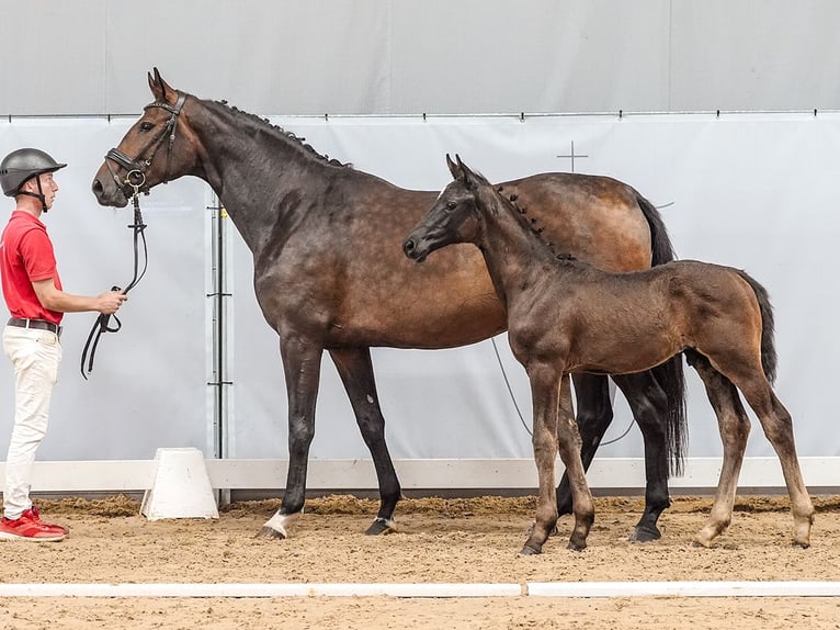 Westfale Hengst Fohlen (04/2024) Schwarzbrauner in Werne