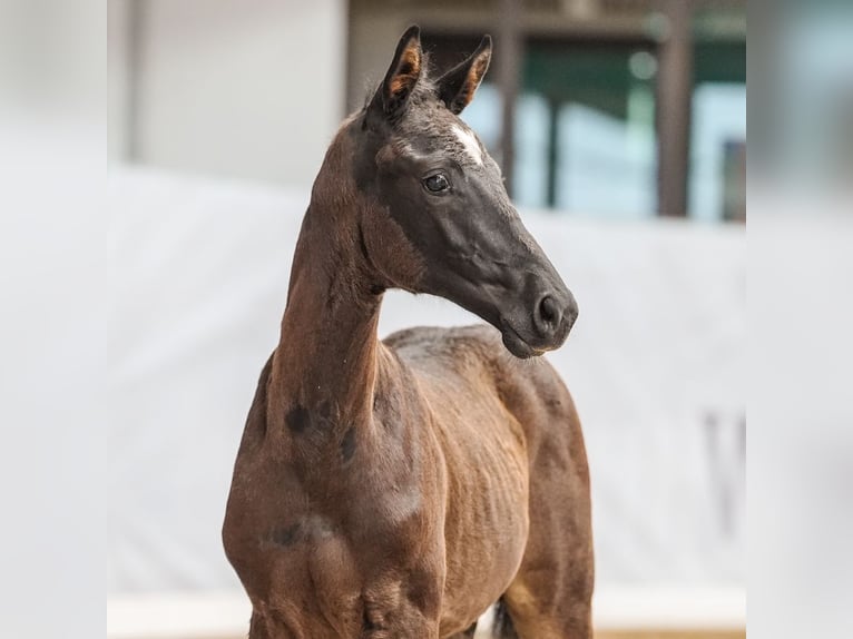 Westfale Hengst Fohlen (04/2024) Schwarzbrauner in Werne