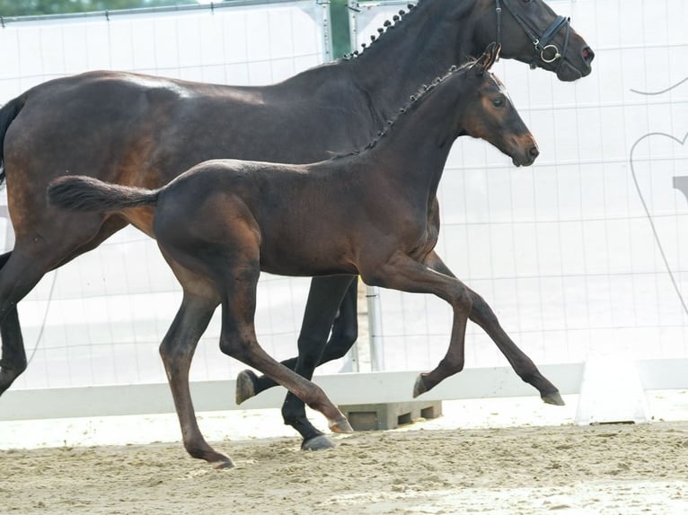 Westfale Hengst Fohlen (05/2024) Schwarzbrauner in Münster-Handorf