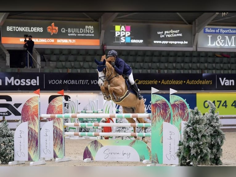 Westfale Stute 10 Jahre 162 cm Fuchs in K&#xF6;ln